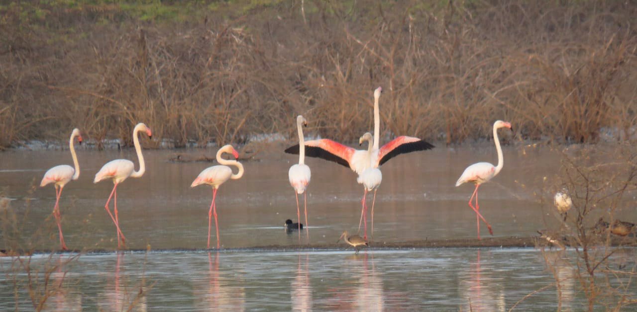 RAAS Chhatrasagar - A birder's paradise